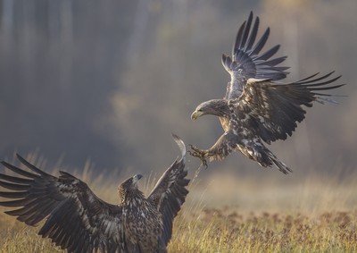 Natura z przewodnikiem 2.0