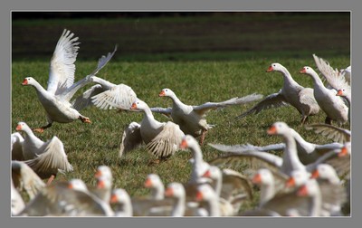 Najlepsza gęś kujawsko-pomorska, fot. Daniel Pach