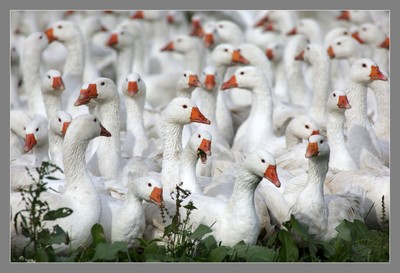 Gesi, fot. Daniel Pach