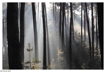 Las, fot. Daniel Pach