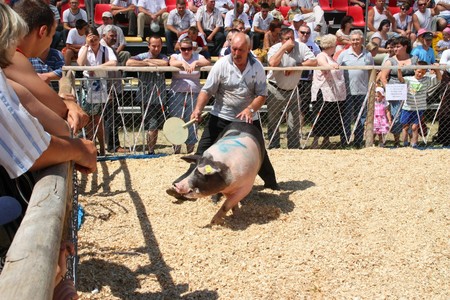 Prezentacja trzody chlewnej na targach AGRO-TECH w Minikowie, fot. Jarosław Domiński