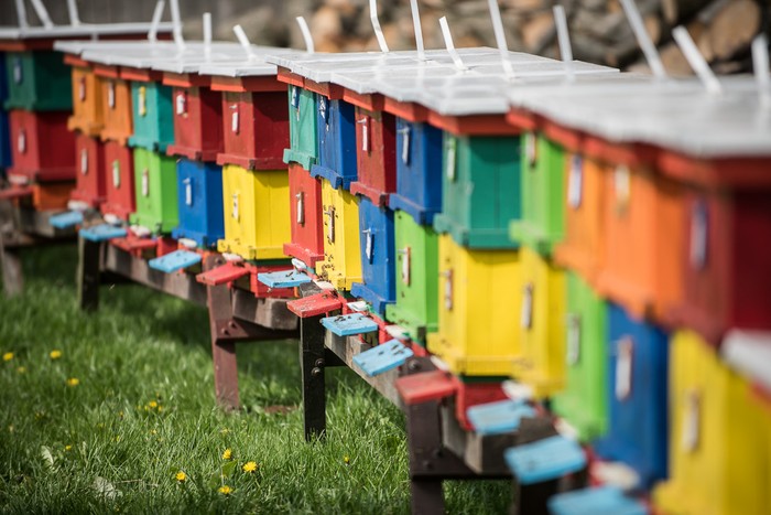 Pasieka, fot. Tymon Markowski  