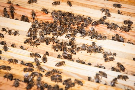 Pasieka na dachu Urzędu Marszałkowskiego, fot. Jacek Piotrowski