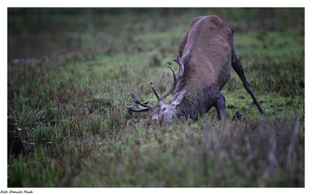 Bory Tucholskie to największy leśny kompleks północnej Polski, fot. Daniel Pach