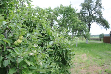 W Kujawsko-Pomorskie zebrano w ubiegłym roku 50 tysięcy ton jabłek