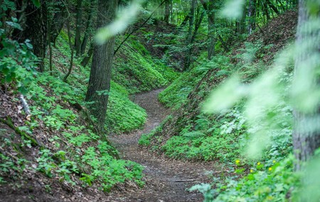 Brodnicki Park Krajobrazowy, fot. Andrzej Goiński