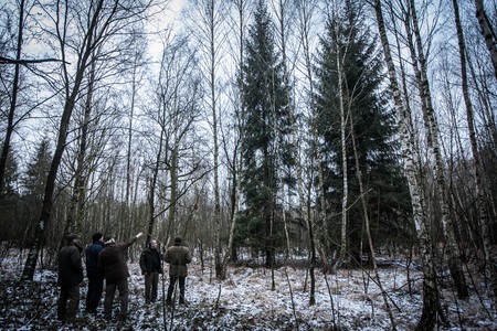 Świerk, który stanie przed Urzędem Marszałkowskim pochodzi z Nadleśnictwa Raciniewo, fot. Andrzej Goiński