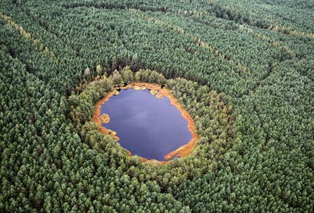 Rezerwat przyrody Jeziorka Kozie na terenie Borów Tucholskich, fot. Daniel Pach