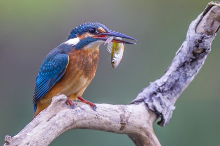 W Kujawsko-Pomorskiem mamy wiele miejsc będących ostojami gatunkowymi ptaków, w tym także zimorodka; fot. Daniel Pach dla UMWKP