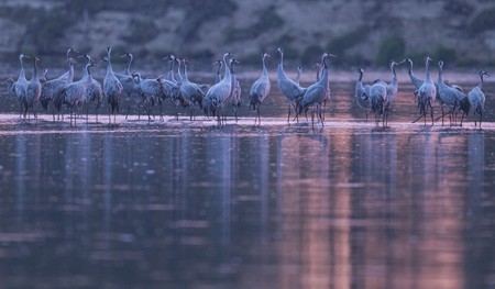 W rozlewiskach Wisły między Włocławkiem a Nieszawą można zobaczyć objętego ścisłą ochroną żurawia zwyczajnego, fot. PachPhoto