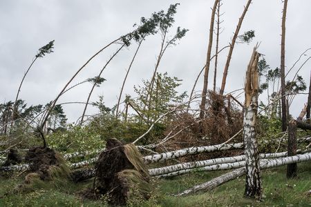 Położony las w rejonie Mierucina w gminie Sośno, fot. Tymon Markowski dla UMWKP