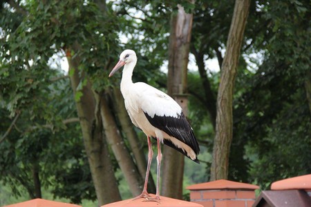 Sesja zdjęciowa z niecodziennym "modelem". Jak widać - "Lubi tu być .... Na zielonym!".