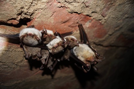 liczenie gacków, mopków, nocków i innych latających uszatych