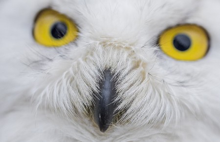 Noc Sów we Wdeckim Parku Krajobrazowym, fot. Daniel Pach