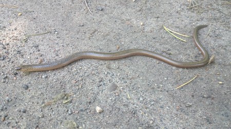 Padalec zwyczajny, Fot. M. Szczepański