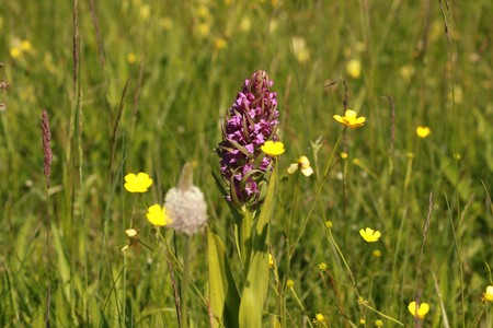 Storczyk, Fot. Dorota Sajbor