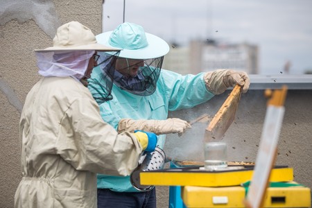 Miodobranie na dachu Urzędu Marszałkowskiego, fot. Szymon Zdziebło/Tarantoga.pl