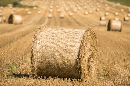 fot. Andrzej Goiński