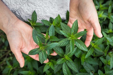 Unisławska mięta pieprzowa, fot. Szymon Ździebło www.tarantoga.pl