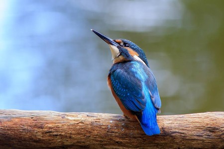 Zimorodek WPK 09.07.2018