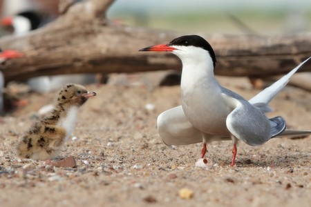 Rybitwy rzeczne ZPKChiN 17.07.2018