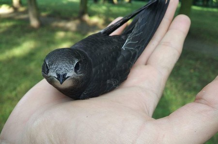 Jerzyk ZPKChiN 29.07.2018