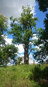Aleja dębowa - KPK 07.08.2018