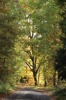 10.10.2018 DZIEŃ DRZEWA