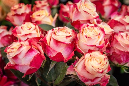 Fot. Szymon Zdziebło/tarantoga.pl dla UMWKP