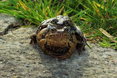 Akcja „Żaba” 2019, fot. ZDW