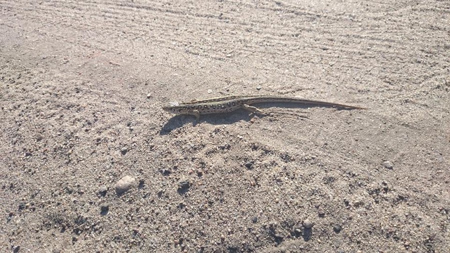 Jaszczurka zwinka KPK