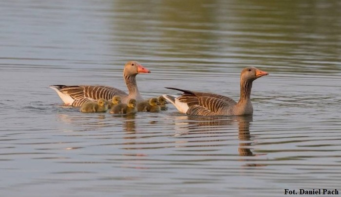 Gęś gęgawa 21.11.2018 NPT