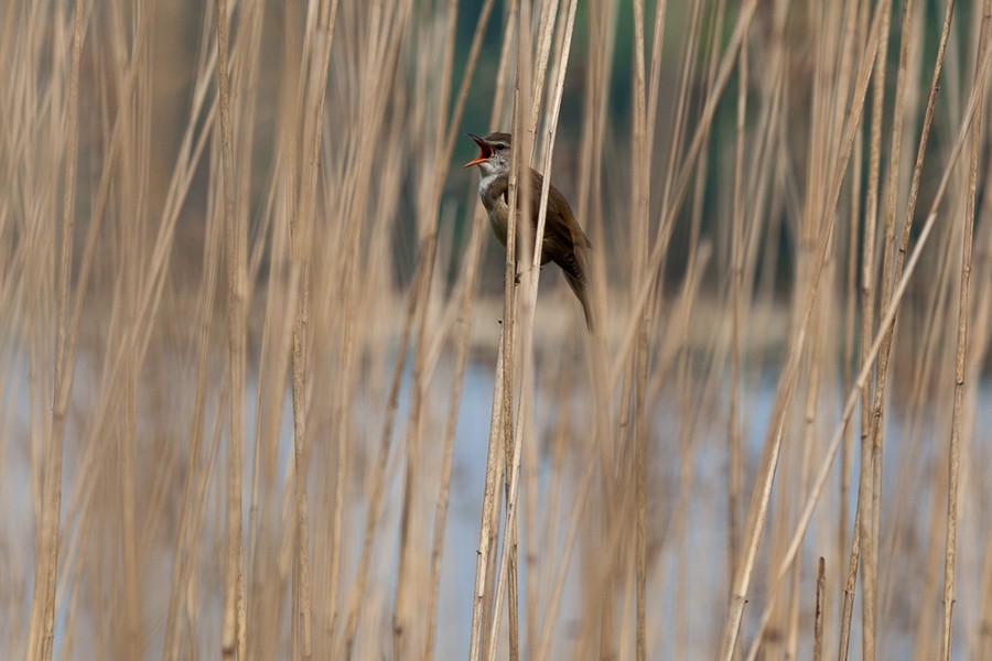 Krajeńskim Park Krajobrazowy, fot. Filip Kowalkowski
