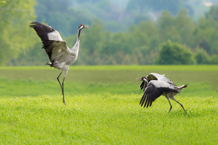 Żuraw jest symbolem Krajeńskiego Parku Krajobrazowego, fot. Łukasz Gwiżdziel