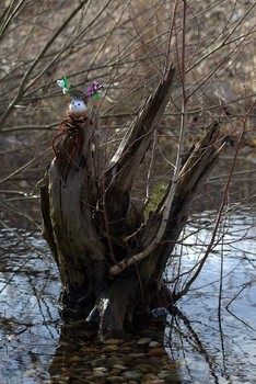 Ciekawostki przyrodnicze - 14.03.2019