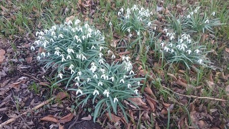 Śnieżyczka przebiśnieg