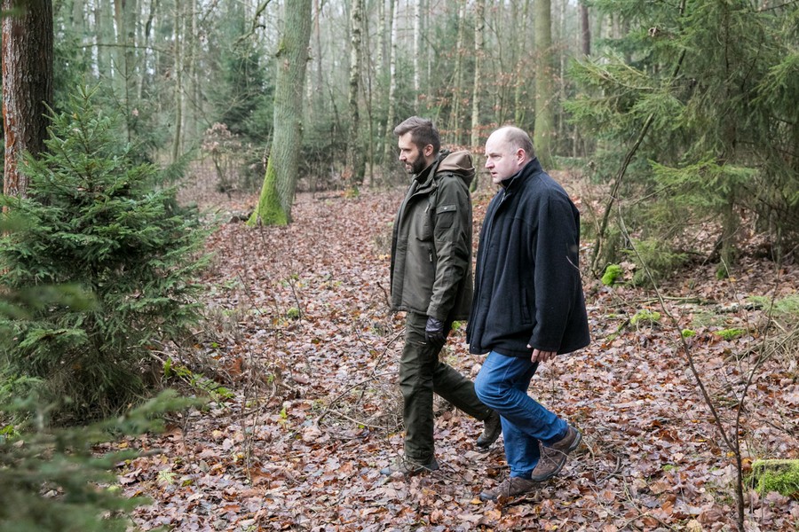 Świerk, który stanie przed Urzędem Marszałkowskim pochodzi z Nadleśnictwa Raciniewo, fot. Andrzej Goiński