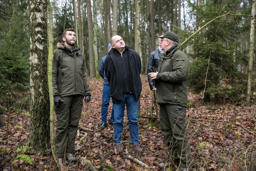 Świerk, który stanie przed Urzędem Marszałkowskim pochodzi z Nadleśnictwa Raciniewo, fot. Andrzej Goiński