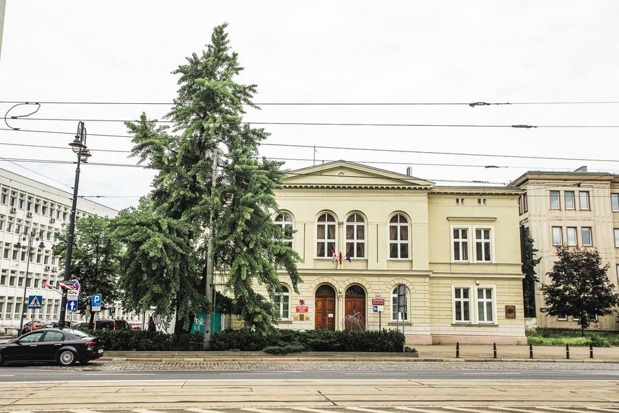 Bydgoski miłorząb, fot. Filip Kowalkowski dla UMWKP