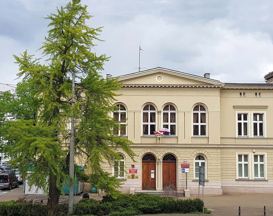Miłorząb rosnący przed budynkiem Kujawsko-Pomorskiego Centrum Edukacji Nauczycieli w Bydgoszczy ,foto R. Preus