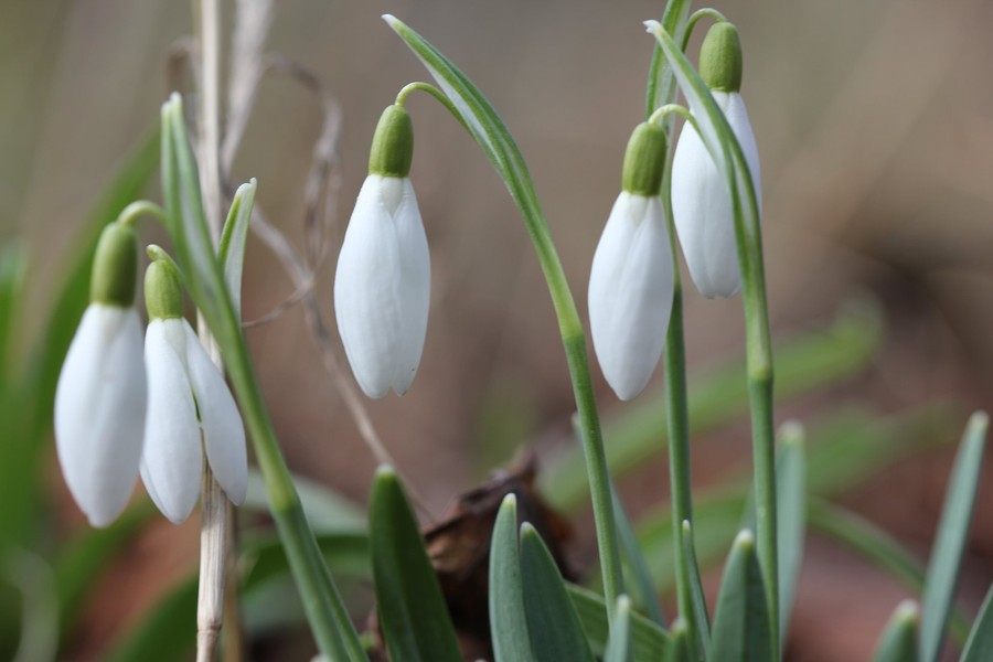 Wiosna w GLPK - 05.03.2020