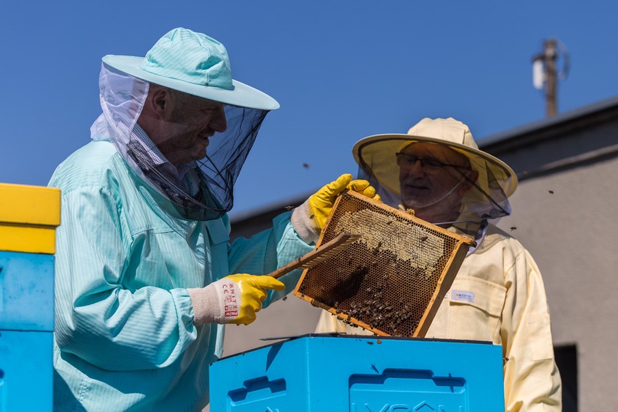 Miodobranie w miejskiej pasiece Urzędu Marszałkowskiego, fot. Szymon Zdziebło/tarantoga.pl dla UMWKP