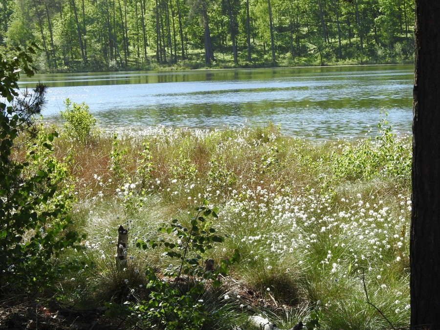 Brodnicki Park Krajobrazowy