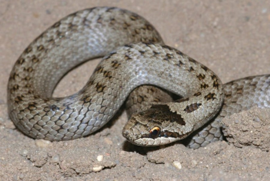 Gniewosz plamisty 06.11.2020 GWPK