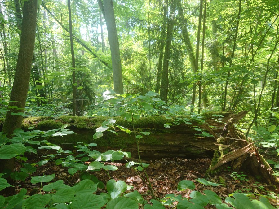 Cisy nad Czerską Strugą