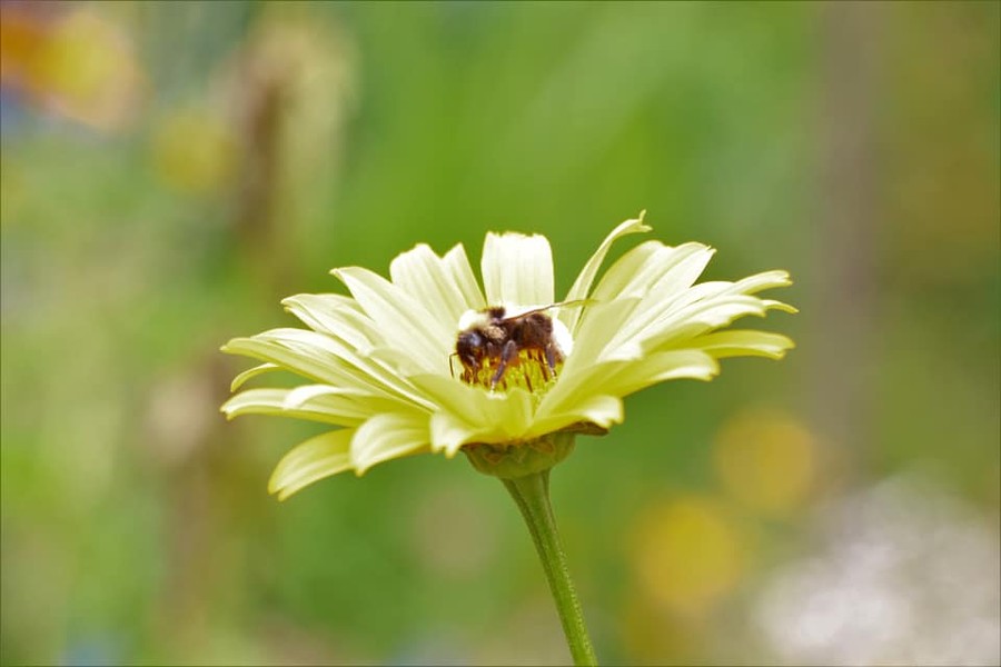 Wielki Dzień Pszczół 08.08.2020