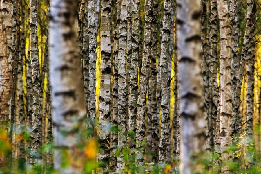 Dzień Drzewa 10.10.2020 WPK