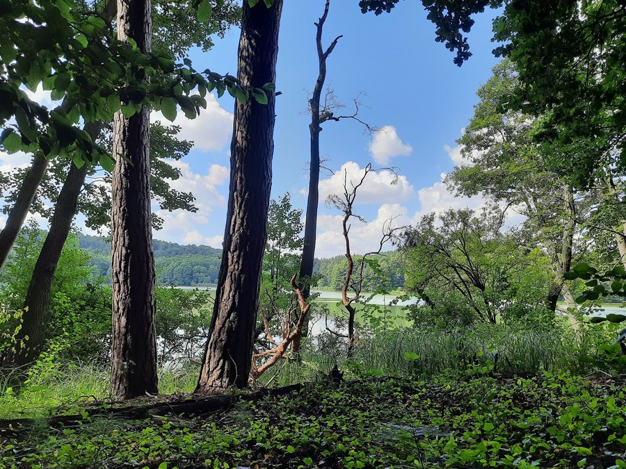 Rezerwat Przyrody Szumny Zdrój