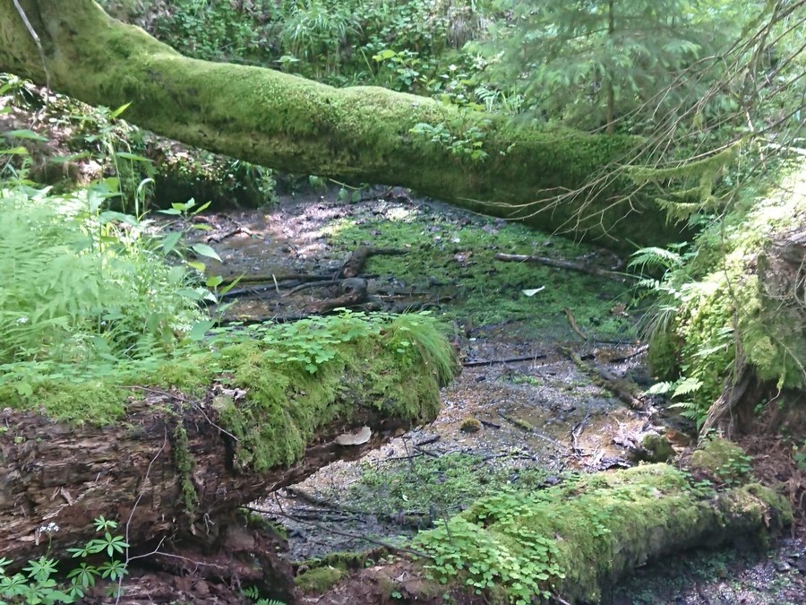 Źródła rzeki Stążki 09.11.2020 TPK