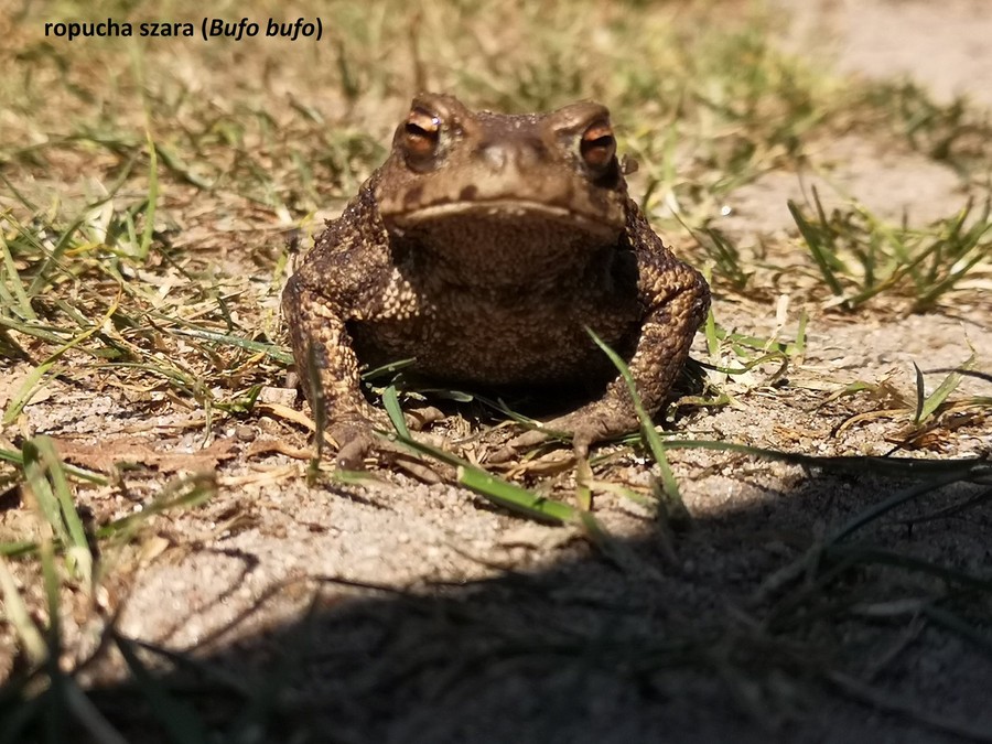 Wiosna w Krajeńskim Parku Krajobrazowym